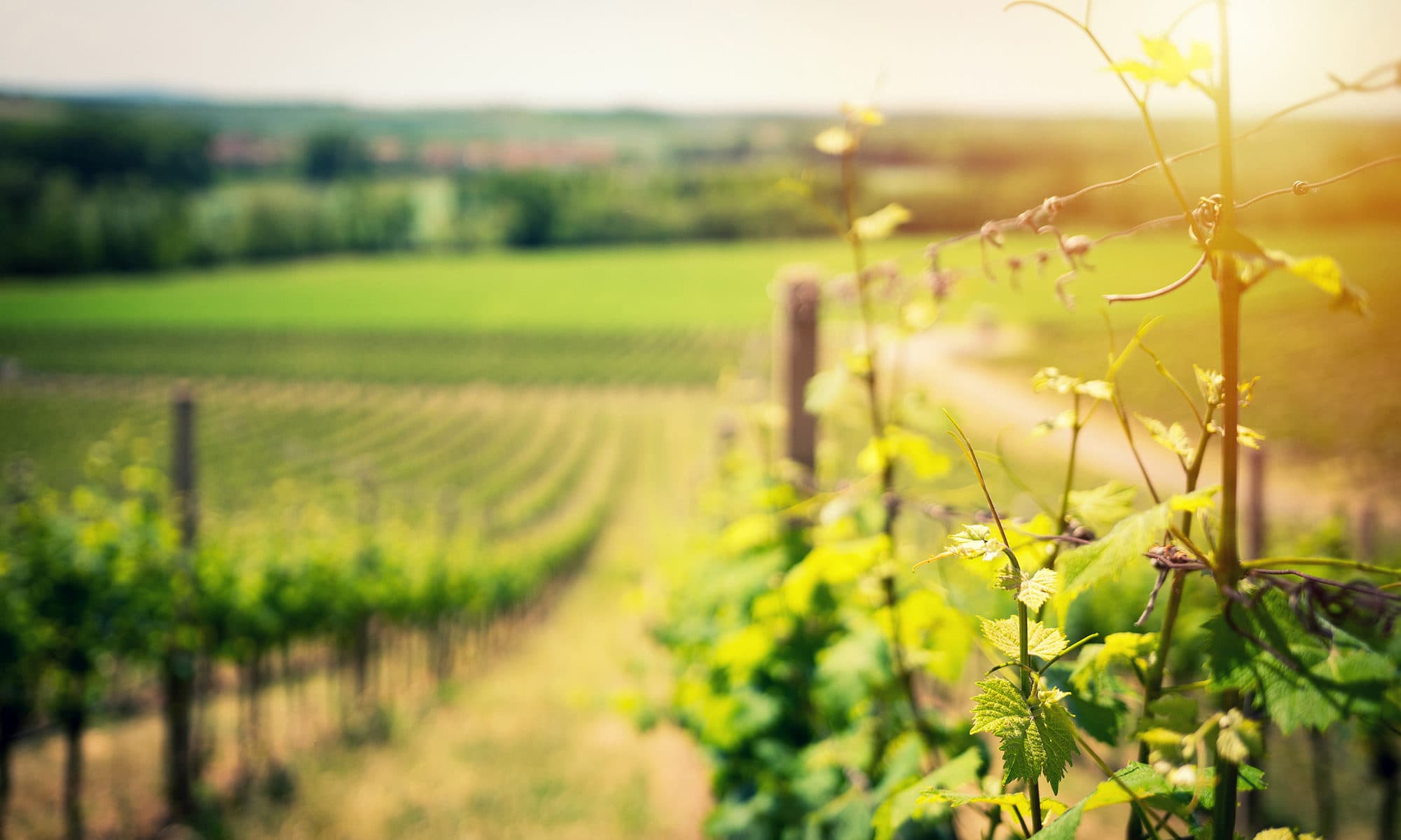Galleani Country House — Monferrato